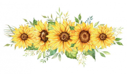 漫画向日葵图片,向日葵的漫画魅力